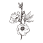 洛神花_PNG线稿素描手绘植物花水仙菊化妆品包装海报平面AI矢量设计素材