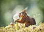 小松鼠的秘密生活

photo by ​ Geert Weggen ​​​​