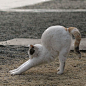 Japanese Photographer Documents The Many Faces of Tokyo’s Stray Cats (10  Pics) | Bored Panda