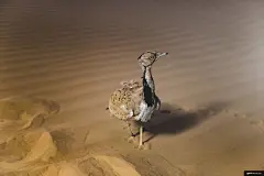 大自然 沙漠 迪拜 动物摄影图片图片壁纸