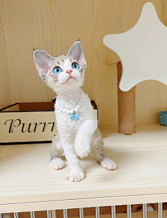 darinqx采集到各种猫猫
