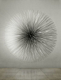 dandelion seeds