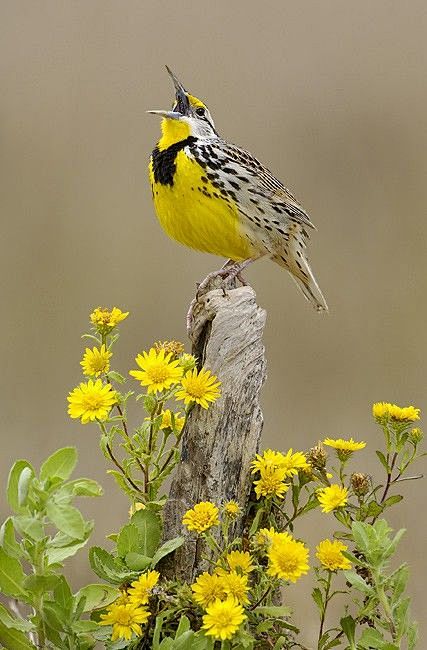 Eastern Meadowlark