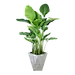 盆栽png 北欧植物 透明素材植物 居家装饰绿植 免抠素材