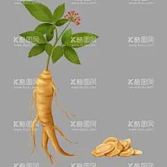 人参插图长白山参东北野山参  - 源文件下载【酷图网】人参,人参挂画,人参文化,人参中药,人参海报,人参广告,野生人参,山参,野生山参,长白山人参,土人参,人参画册,正宗人参,野山参,中药人参,野人参,人参花,高丽野人参,人参展板,人参挂图,长白山参,东北人参,东北野山参,中药,千年人参,人参功效,人参DM单,人参传单,药材