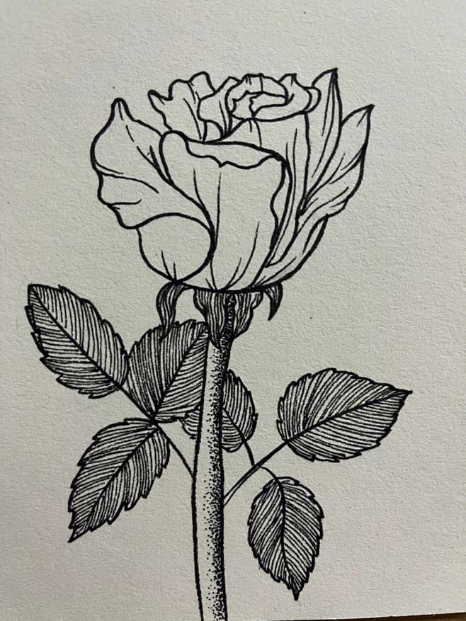 花 线描的搜索结果_百度图片搜索