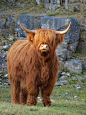 Highland Cow: 