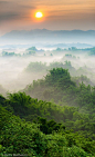 台湾草山月世界竹林。 这是一张如此美丽的图画。