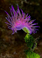 Aolid nudibranch, Flabellina affinis, La barreta de l´arbre 20m deep, Mataró, Barcelona, Spain. photo by Ana Lama