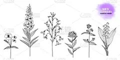 一套手绘,墨水绘制的野花:忘记我-不,肺,山谷百合,柳草,铃花,紫罗兰。黑白相间。矢量 Eps 10