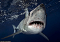 Mako Shark by Australian photographer Sam Cahir.