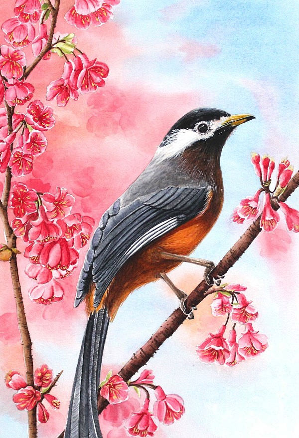 画春天春天来了画眉鸟站在枝头看着春暖花开的景色本画是水彩画