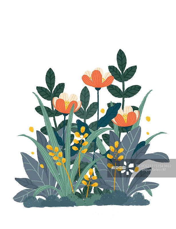 植物,插图画法,插画,花簇,夏天正版图片素材-花瓣网