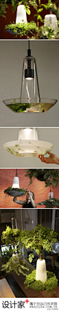 Green Light 绿光系列灯具，打造自己的空中小小生态圈。by Tokene