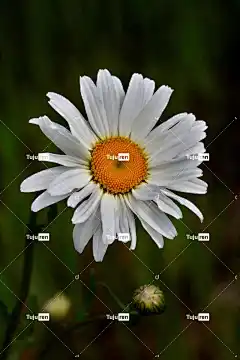 花 牛眼菊 花壁纸 雏菊 野花 植物群 花卉背景 花的