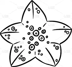 模板,海星,海洋,黑白图片,装饰物,夏天,草图,绘制,剪影