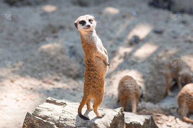 狐獴，Suricata suricat，圈养动物，扩散背景。猫鼬的生活。猫鼬。Suricat在动物园