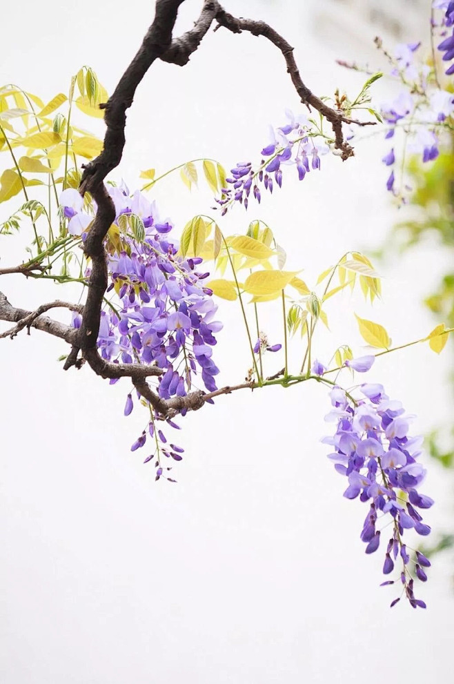 紫藤花
