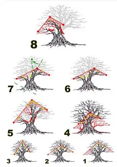 PRUNING! Some people really have a difficult time pruning and cutting any branch is almost impossible for them. There's not much we can do to help them. But we can explain WHY we prune as drastically as we do . . . Simply because it produces outstanding r