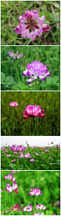 紫云英
别称： 翘摇、红花草、草子等 
紫云英（学名：Astragalus sinicus）是豆科黄芪属的植物。分布于中国的长江地区，生长于海拔400米至3,000米的地区，多生长在溪边、山坡及潮湿处。