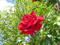 ...Я нарисую Вам романс на лепестках прекрасной розы.... Обсуждение на LiveInternet - Российский Сервис Онлайн-Дневников