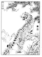 老虎线稿图（一） : 白描工笔画高清手绘 需要的朋友点个关注吧！谢谢