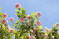 花图片素材ID:VCG41200368608-001
