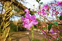 映山红 自然 粉红色的杜鹃花 花壁纸 花 灌木 杜鹃 花瓣 雌蕊