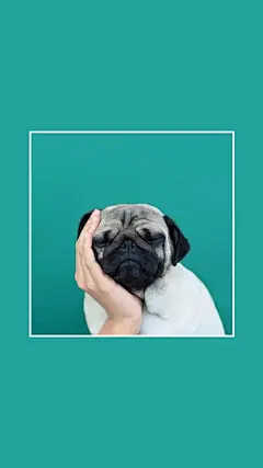 狗狗表情包