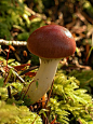 mushroom--possible Cortinarius