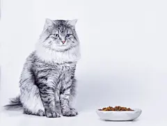 点击来源直接获取大图文件 |美丽可爱的毛茸茸的猫坐在食物碗旁边舔嘴唇在灰色背景上。有趣的大长毛灰色虎斑可爱小猫与美丽的黄色眼睛。宠物护理概念。