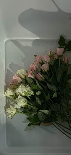 花 手机壁纸