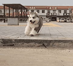 时尖年轮采集到搞笑GIF