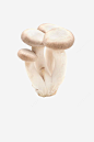 食物png免抠素材_新图网 https://ixintu.com 蘑菇 平菇 菌类 蔬菜 菜品 产品实物