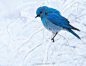 雪中的蓝色知更鸟 ​​​