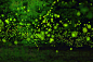 yume 500px light summer forest 
