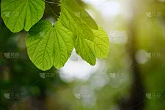 美丽的阳光在花园的背景下模糊了绿叶自然。