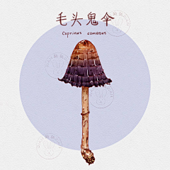 颠__颠采集到原创钢笔淡彩植物