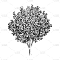 Bay laurel tree.