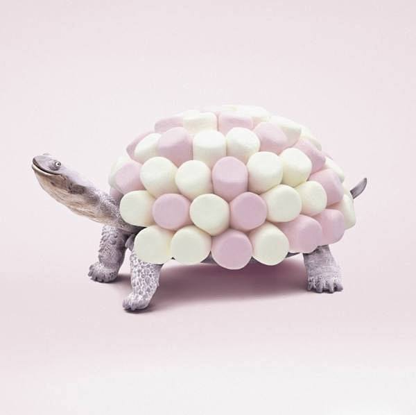 Marshmallow Tortoise...