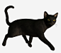黑猫