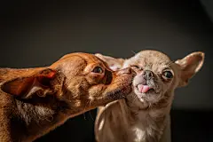 点击来源直接获取大图文件 |Cute dogs care, enjoy the sun.