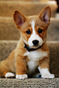 Corgi