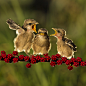Photograph Pentet Bird by SIJANTO NATURE on 500px