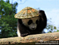 卧龙野化培训基地的大熊猫有了新玩具 武林萌主诞生！