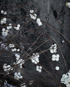 Aling00采集到｛花非花…｝