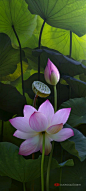 Lotus DQD:
