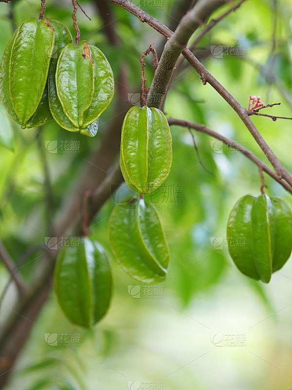 杨桃，自然界的杨桃，是树枝上的杨桃，树干和树枝都是软木，本地品种是酸的，有大球和小球。灯的颜色是绿色