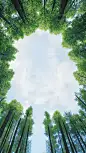 植树节写实仰视树林负空间背景