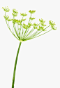 食品,环境,自然,影棚拍摄,室内_85582557_Dill (Anethum graveolens) Graphic plant portrait_创意图片_Getty Images China